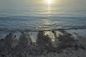 钱塘江边突发，有海豚搁浅！“大家都搞不清是啥，但要救它”图片