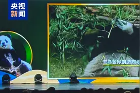 新一对中央赠港大熊猫正式命名为“安安”“可可” 明日正式与公众见面图片