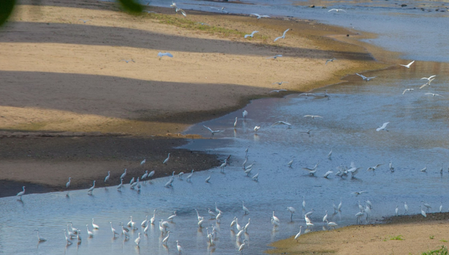 转角遇花海，深圳一地被“挤爆”！网友：怎么拍？求赐教