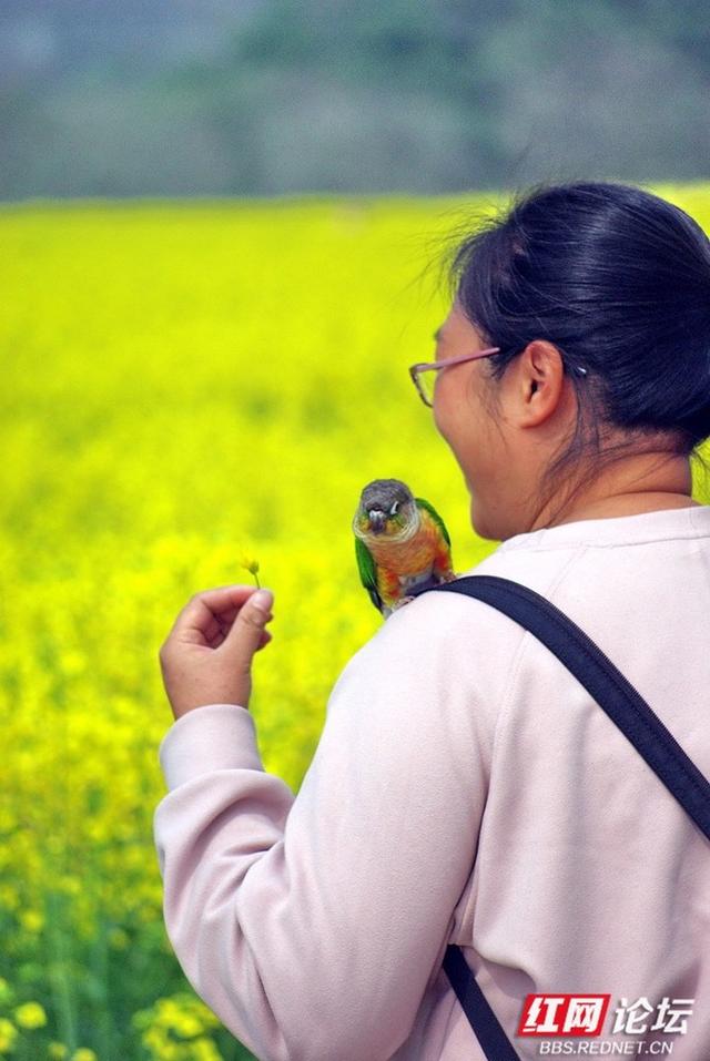 【赴春之约】株洲赏春好去处：仙庾镇徐家塘金色花海正当时