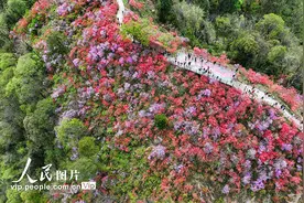 安徽岳西：杜鹃花开迎客来图片