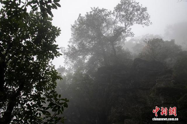 广西大瑶山盘王界景区云雾缭绕如水墨画