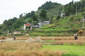 桐梓：12万余亩油菜喜获丰收图片