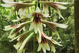 都江堰赏野百合遇“看花5元”提示 社区回应：村民此举是为保护自家中药材图片