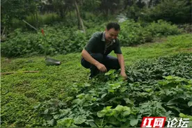 湖南人离不开的萝卜干，承载了多少人的记忆图片
