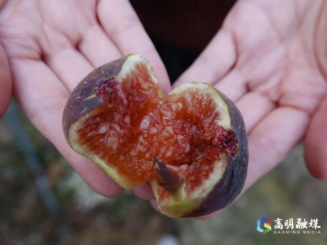 出发！高明遛娃采摘攻略来啦，甜度爆表（附定位）