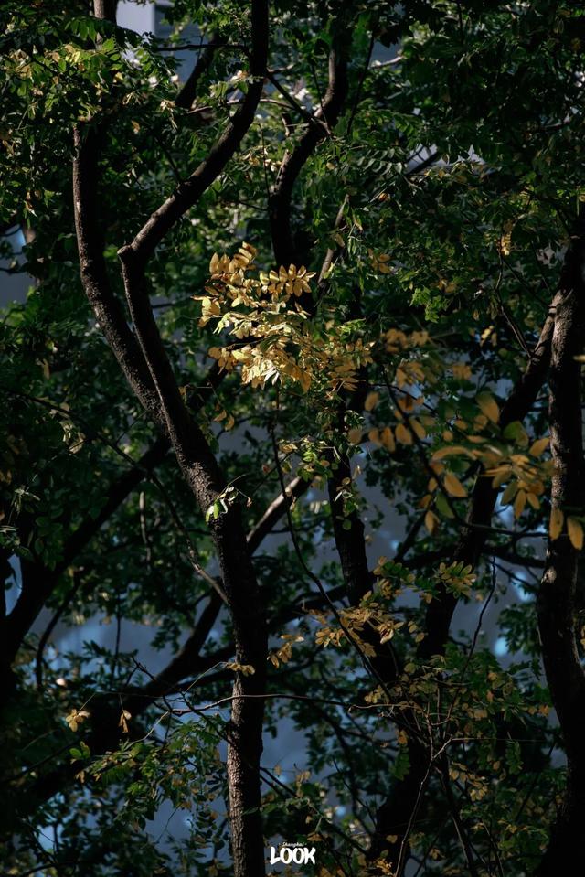 上海最美不过愚园路