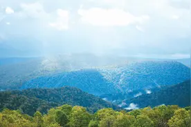 植绿护绿，林海生金图片