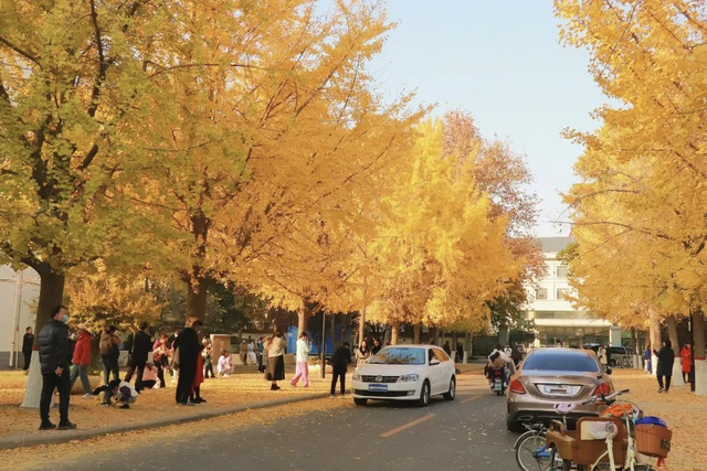 河南银杏进入“颜值巅峰”！这份捡秋攻略赶紧码住！