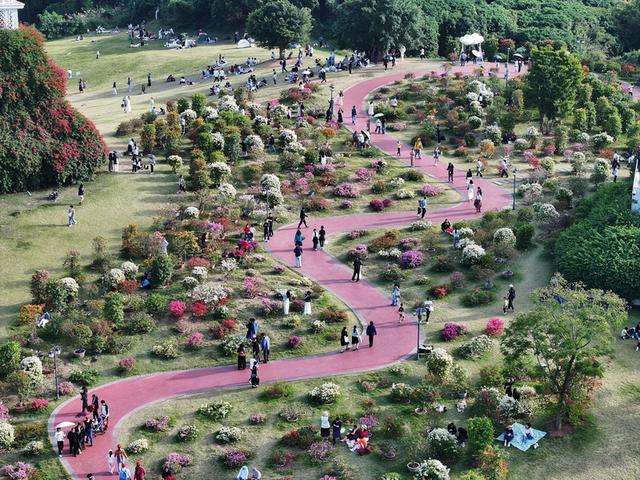 广西南宁：初冬赏花正当时