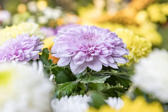 秦淮花事 | 甘熙宅第赏菊正当时（文末有彩蛋）