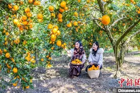四川石棉：黄果柑丰收 飘香春天里图片