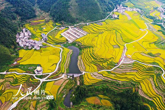 贵州龙里：梯田“鎏金”