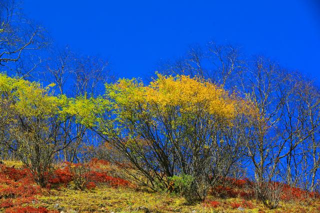 四川茂县层林尽染迎“盛会” 九鼎山开启“金色童话”观赏季