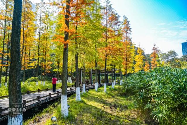 永川兴龙湖的水杉迎来最美的季节！