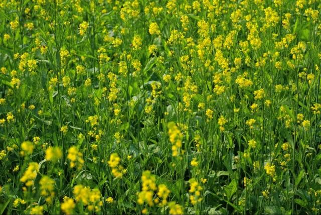 绝美！“川南最早春色”上线