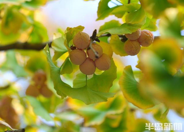 太平角银杏抢“鲜”黄！