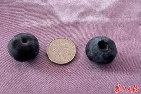 科技特派员12年产学研支持蓝莓企业图片