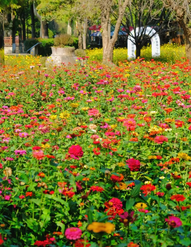 大降温后的秋日大片，来武汉植物园取景！这份小众胶片感机位请收好