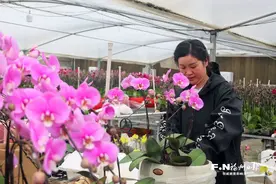 “美丽经济”活起来 连江10万盆兰花飘香全国图片
