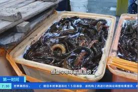 日交易超20万斤！湖北仙桃黄鳝交易市场迎龙年“开门红”图片