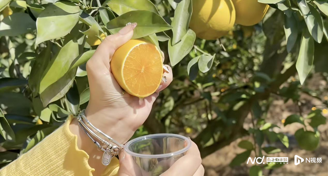 廉江红橙节11月29日开幕，九天盛宴邀您共赏橙乡风光