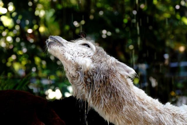 世界微笑日丨那些“天生爱笑”的萌物们