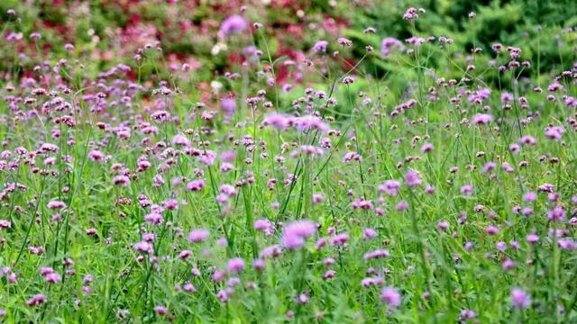 “桥”见繁花！朝阳“浪漫”盛放！