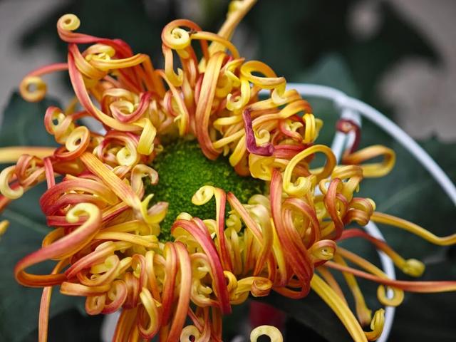 限时开启！花展进行中，还可以带回家→