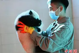 （中国新貌）“国宝”大熊猫：栖居更美境 云游更广天图片