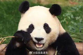 福宝回国 韩旅社争抢推赴华熊猫游套餐图片