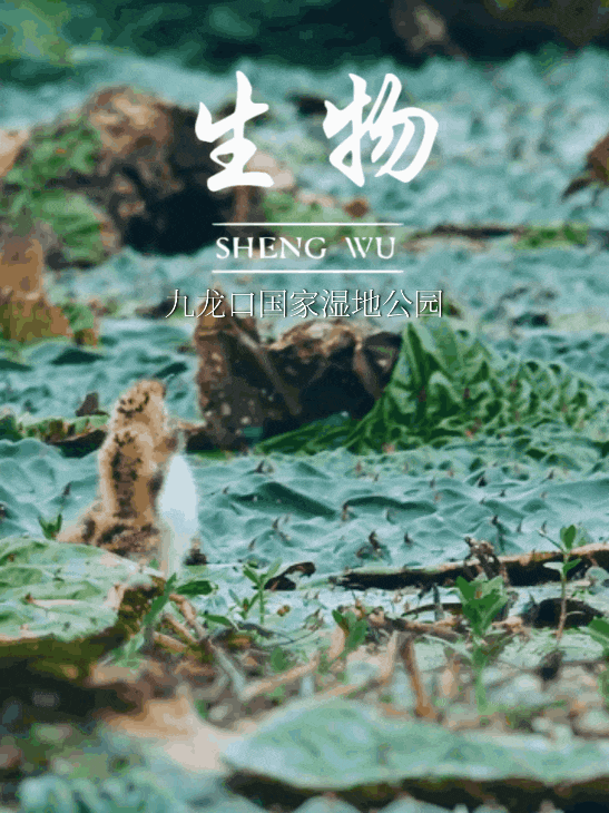 翻开课本封面水乡的秘密