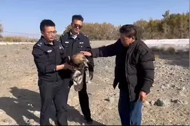 乌鲁木齐市达坂城区：民警助力寻羊救雕图片