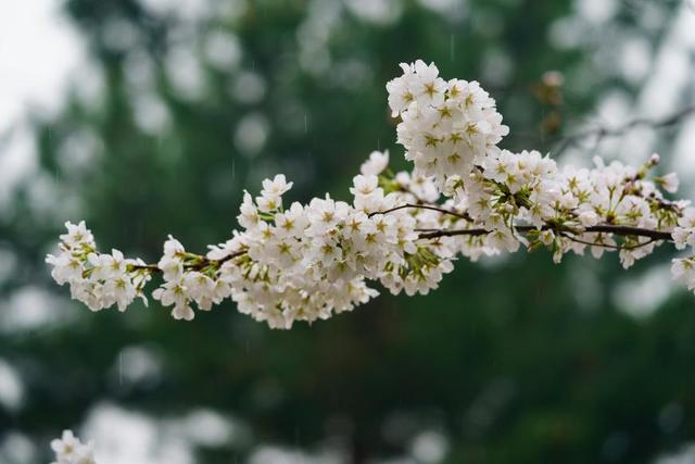 樱花桃花杏花……傻傻分不清？秒变识花高手，请点这里→