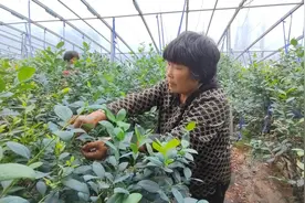 共富工坊绘就涝坡“莓”好蓝图图片