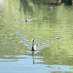 浴水重生，梨木台惊艳归来！