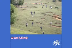 在蚂蚁森林浇水，真能长出树吗？图片