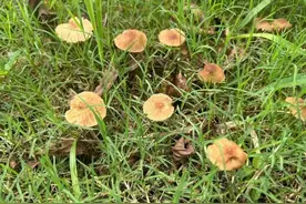 芜湖雨后大量出现小蘑菇！千万别吃！图片