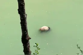 突发！四川一地惊现大熊猫尸体，当地部门回应→图片