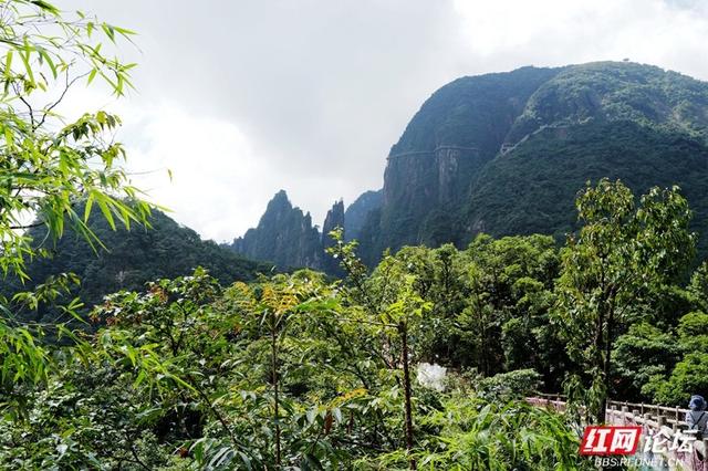 湘粤交界的绿宝石，探秘莽山国家森林公园的自然传奇