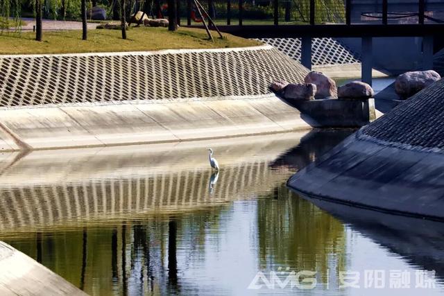 这几年，白鹭爱上了安阳