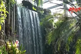 锦绣中国年｜花团锦簇迎新春，开启龙年新“兰”图图片