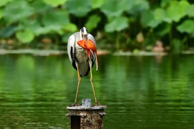 西安冬季观鸟指南 赴一场“飞羽之约”