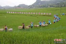 广西6家企业入选首批国家现代农业全产业链标准化示范基地创建单位图片