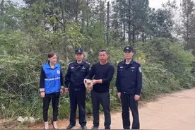 国家二级保护动物“猴面鹰”！获救！图片