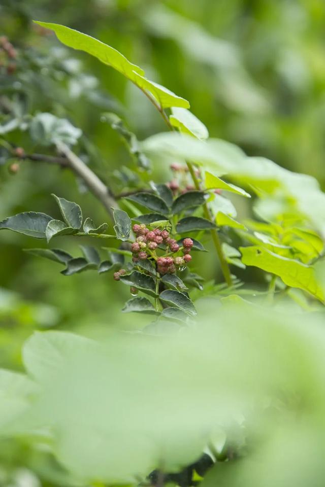 【冬季暖阳 凉山不凉】最全美食美景旅行攻略出炉！第一次来泸沽湖旅游必看！