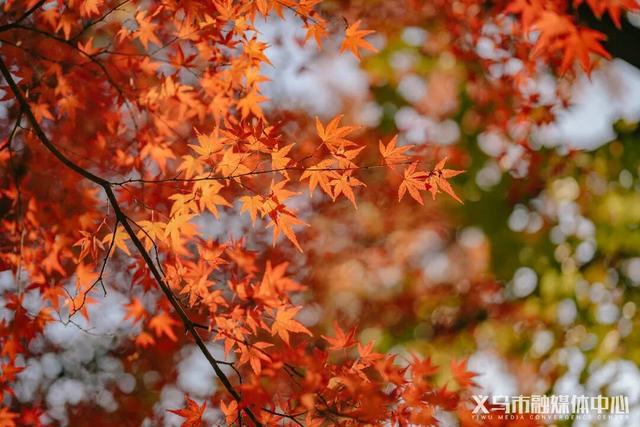 顶流来了！在骆宾王公园
