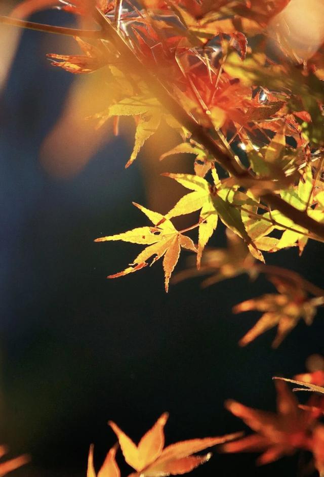 没想到，冬日的黎明湖公园这么美！