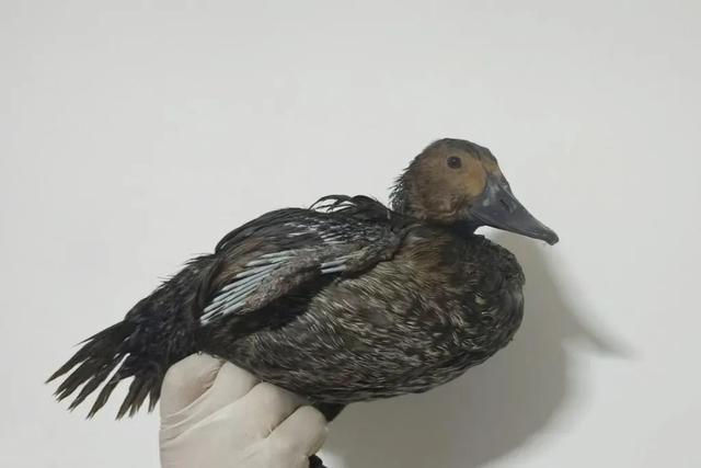 国内非常罕见的小绒鸭，在内蒙古首次发现！