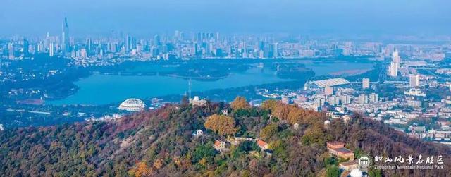 没来过紫金山，就不算看过南京的秋